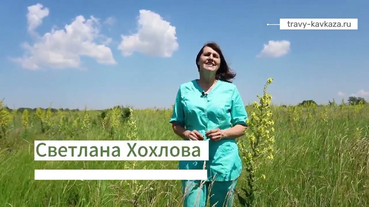 Собираем лечебные Травы Кавказа от бронхита - коровяк или вербаскум (лат. Verbáscum)