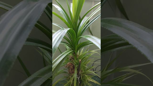 4К Панданус смотреть онлайн