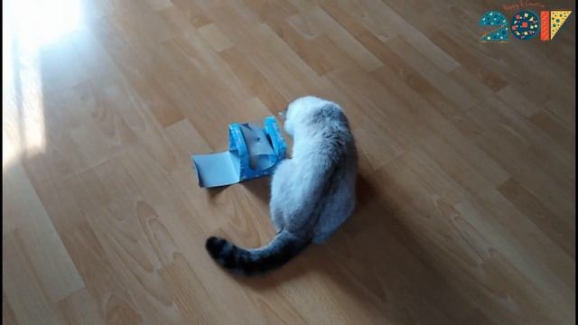 Кошка Против Осы. Cat Vs Wasp