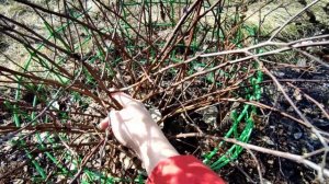 Как обрезаю спирею японскую, чтобы куст был максимально плотным ?Когда и сколько раз?!?01.04.2023