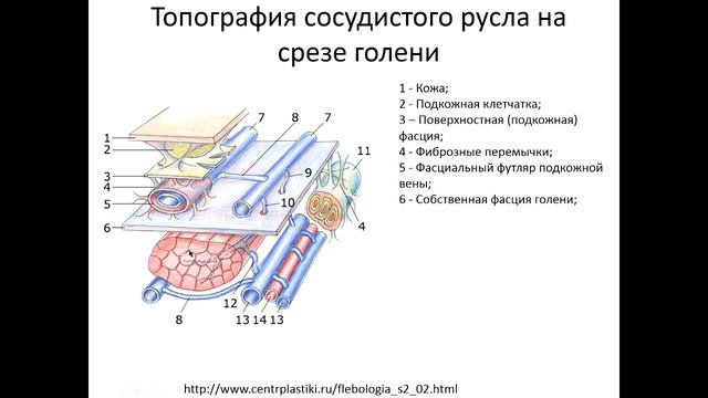 Клиническая анатомия вен нижних конечностей. 1 часть