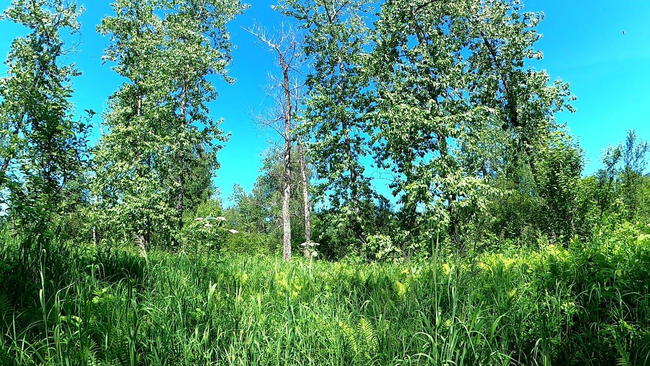 звуки леса пение птиц успокаивающая летняя атмосфера релакс russia kuzbass
