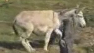 Дикий ишак.3gp