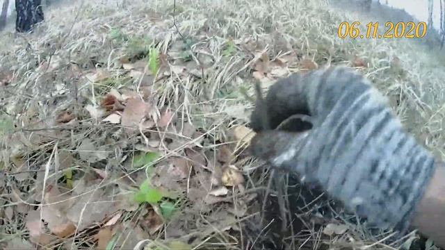 Осенняя посадка сливы в лесу. Посадил 5 саженцев жёлтой сливы и 22 плода синей деревянной смотреть онлайн