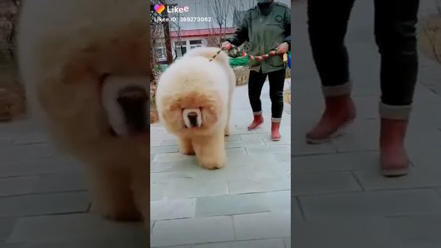 Какой большой Собака смотреть онлайн