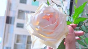 L’évolution de la rose Mme Bravy