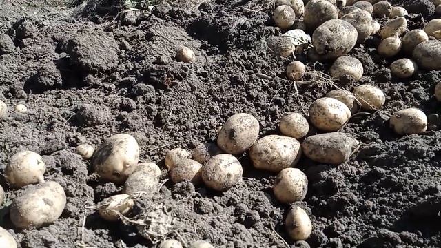 Картофель,сорт Уладар смотреть онлайн