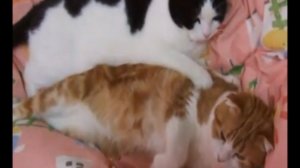 Кошка – массажист