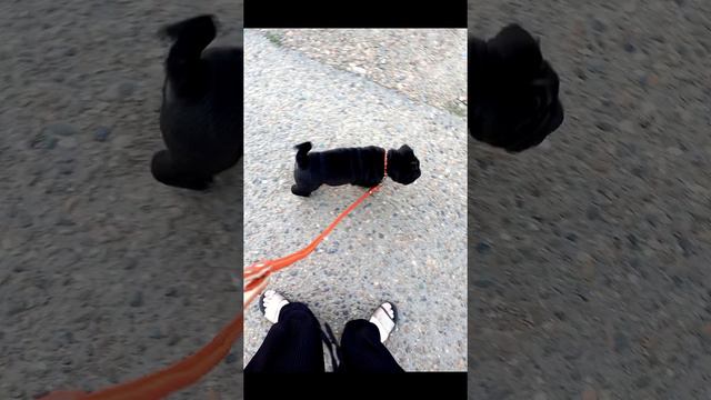 факты о шарпеях 💗 смотреть онлайн