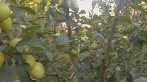 Яблони сорт Белый Синап и Алмаатинский Синап. Редкие сорта.