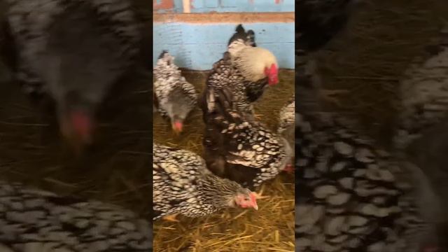 Деревенская жизнь на веселе с Курочками 🐥