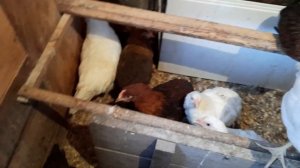 Сетка или подстилка для цыплят?