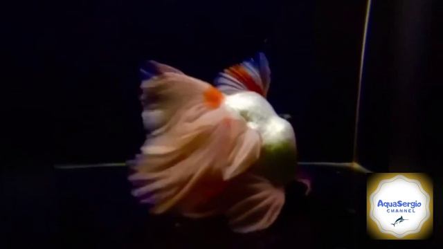 Золотая рыбка (Carassius auratus) Part.2 смотреть онлайн