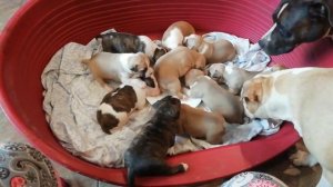 Щенки амстаффа, 19 дней, первый прикорм.