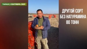 Применив Натурамин получили на 16 тонн лука больше и качеством выше!