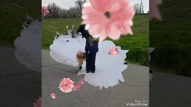 Акита ину Волгоград. Первые занятия.. смотреть онлайн