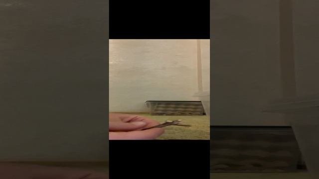 Черенкование ( метельчатой ) гортензии
