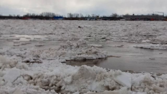 Где ледоход на реке мезень. Ледоход на Оби 2022 Салехард. Ледоход в Архангельске 2024. Ледоход в Архангельске. Голова ледохода Архангельск.