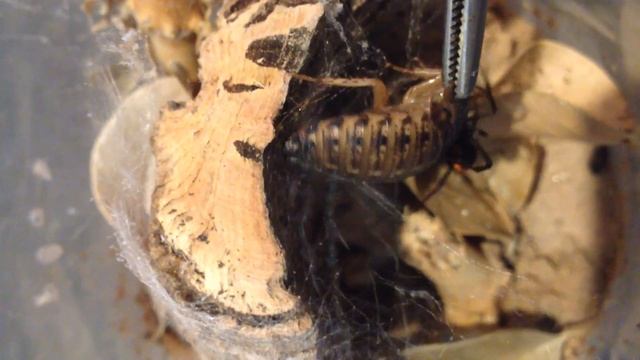 Latrodectus hasselti feeding смотреть онлайн