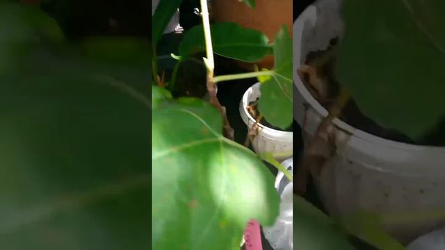 Our new fruit bearing tree.iraqi and purple pattican fig#short смотреть онлайн