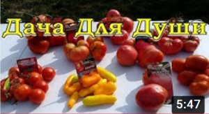 Чистые СОРТА или ГИБРИДЫ что выбрать?