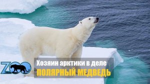 Белый медведь против моржей, волков и тюленей. Хозяин Арктики в деле