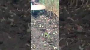 выкопочный плуг, вибро скоба для выкопки саженцев