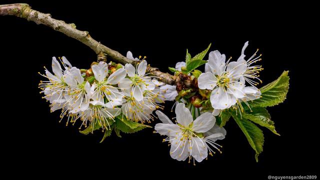 Calming piano music with gentle violin sounds | Beautiful flower blooming processes. смотреть онлайн