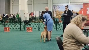 выставка собак Specialty ка де бо