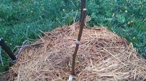 Посадка черешни осенью и весной - наглядный пример