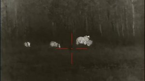 Охота на медведя с тепловизионным прицелом iray saim sch 50.