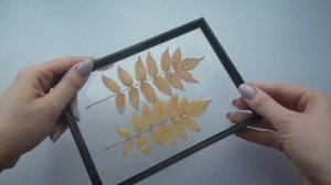 Цветы в рамке. Гербарий на стекле. Как приклеить сухоцветы к стеклу?