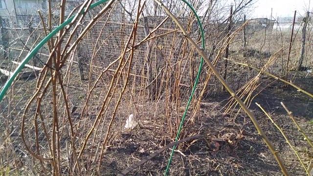 Как обновить старый малинник весной // Ягодный Огород смотреть онлайн