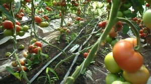 Голландский гибрид томатов Мамстон F1