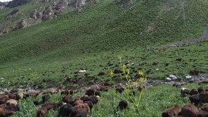 Бараны гиссарские породы / Хисори