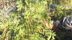 Живая изгородь из туи брабант,результат посадки туи через 2 года.Питомник "Хвойный дворик"