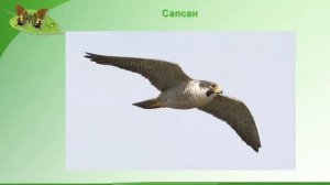 Краеведение. Животный мир родного края 3 класс