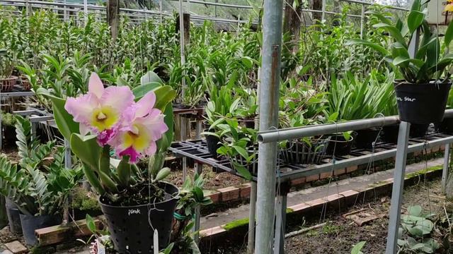 Orchid Cattleya Nakorchaisri Pink смотреть онлайн