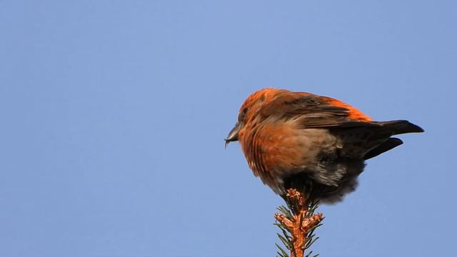 Обеденный перерыв. Клесты. Чиж и Зарянка смотреть онлайн