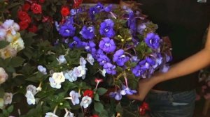 Махровые ахименесы: разнообразие сортов и особенности