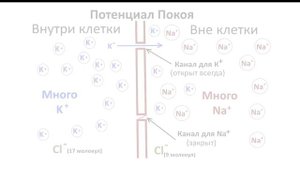 21 Нервная система клеточное строение