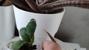 Гастерии, хавортии, алоэ - обзор некоторых видов суккулентов.