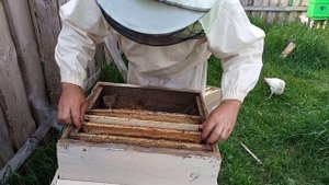 Работа с агрессивными пчелами -1.