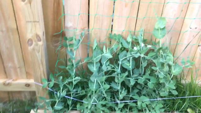 Garden Tour and Harvest