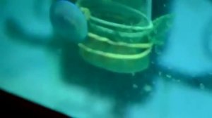 стадия личинки икры цихлид в инкубаторе  Сichlid eggs in tumbler