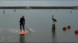 Jack meets Pelican