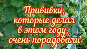 Состояние прививок винограда через 1.5 месяца. Результат отличный. 24.07.24