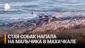 Охота на бродячих собак началась в Махачкале после нападения стаи на ребенка / РЕН НОВОСТИ