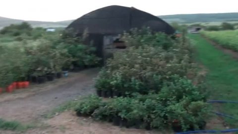 ЛПХ Макаревич