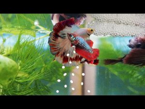 Аквариум для начинающих Нерест петушков позади Betta Splendens Half Moon